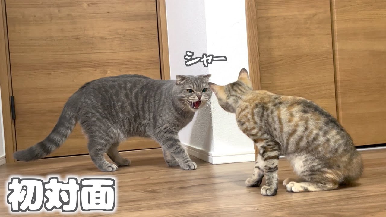 子猫と先住猫がついにご対面！まさかこうなるとは・・・
