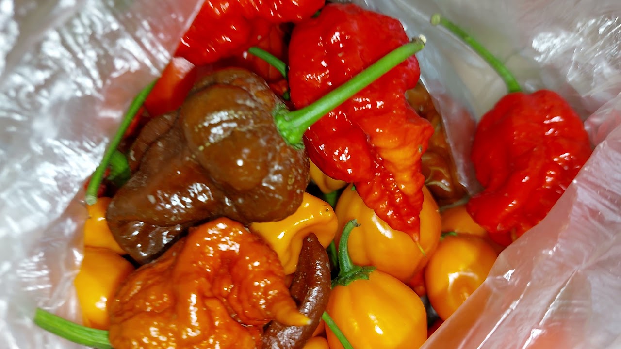 Сбор Capsicum chinense