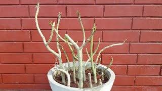 Best way to grow Adenium from cutting