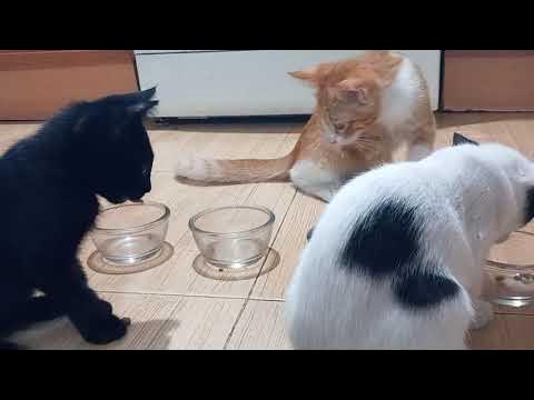 Dia Mundial do Gato: vídeo revela mitos sobre os bichanos