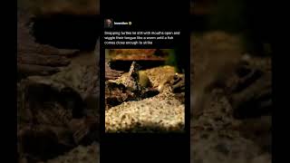 Snapping Turtle’s Secret Fishing Trick 🎣🐢