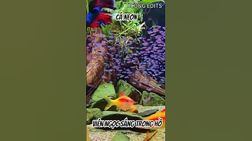 Ngỡ Ngàng Trước Vẻ Đẹp Cá Neon – Viên Ngọc Sáng Trong Hồ Cá -  #thegioidongvat #dongvat #hoangda