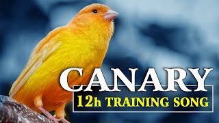 Orange Yellow CANARY 12h The Best Training Song