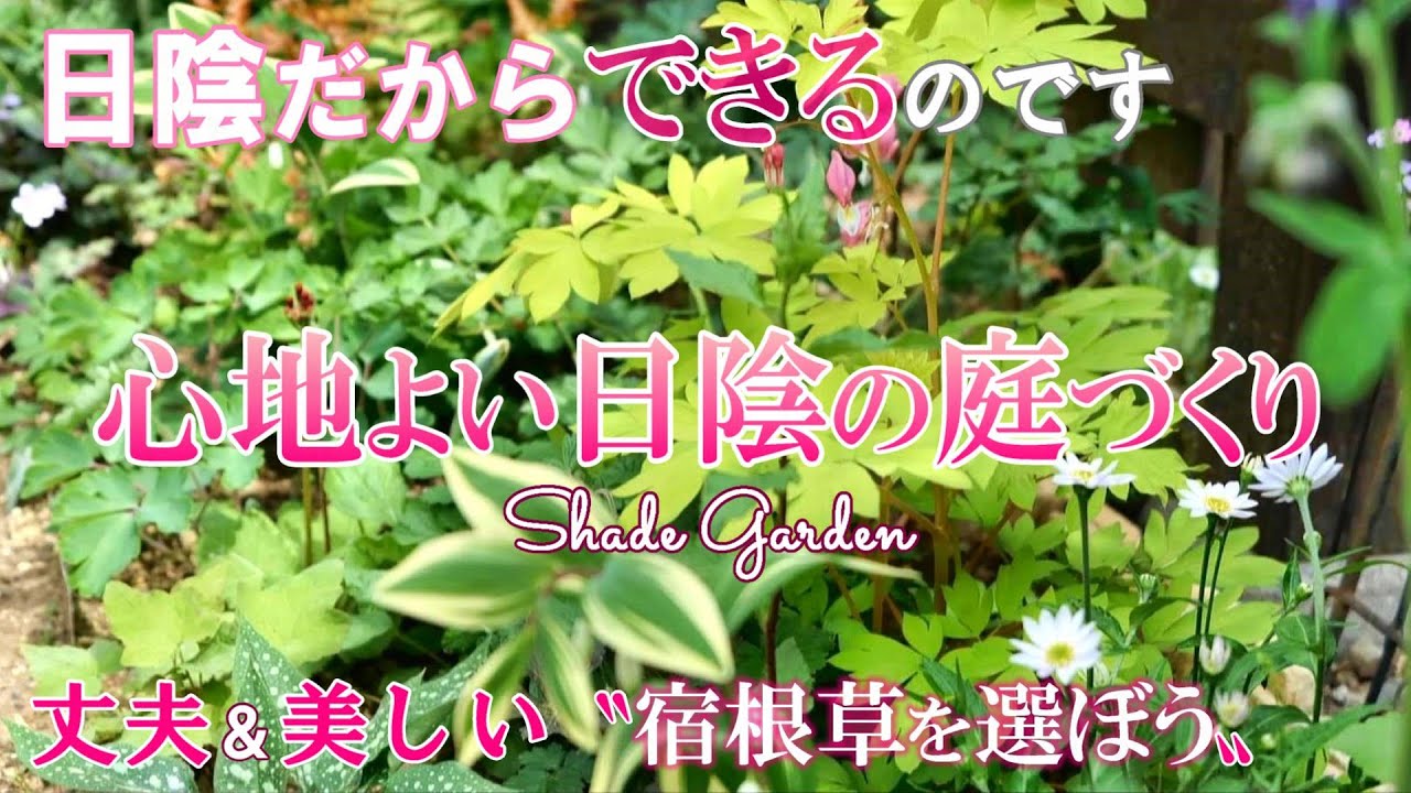 【日陰だから良く育つ】タフで美しい宿根草紹介｜プチ庭改造｜カジュアルな春の寄せ植え｜ガーデニング