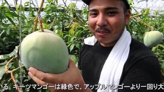 摘果キーツマンゴー11kg❣️ 幻の巨果 キーツマンゴー｜豊洲市場ドットコム