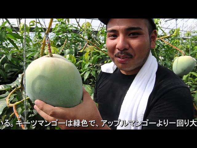 幻の果実」 キーツマンゴー収穫期迎える - YouTube