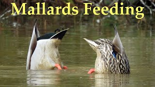 Mallard Ducks Feeding