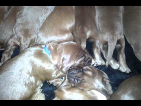 Romy & her 15 irish setter pups