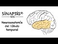 Lóbulo temporal (neuroanatomía funcional)