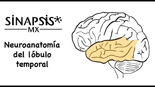 Lóbulo temporal (neuroanatomía funcional)