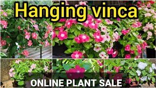 Hanging vinca sale video 🌺 | BloomGarden BG | #hangingvinca | #vincarose