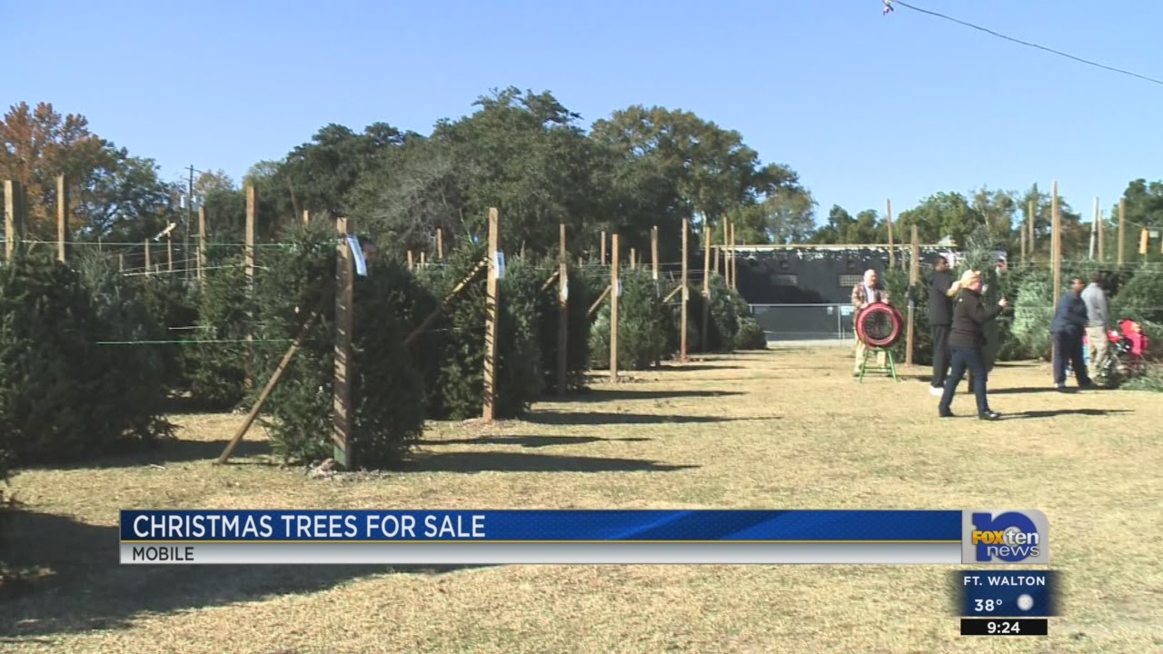Optimist Club selling Christmas trees YouTube