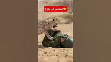 الوشق المصري ياليتني كنت الوشق الوشق فلسطين 