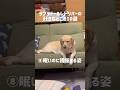 ラブラドールレトリバーの好きなところ10選★#shorts #labradorretriever #ラブラドールレトリバー #可愛い #癒し