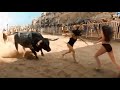 Moments of Animal Attacks on Humans: A Shocking Compilation
