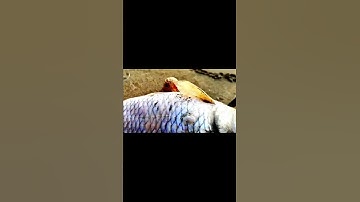 diy Tractor Stuck in mud dead fish helping video science project, mini creative, Shai ips