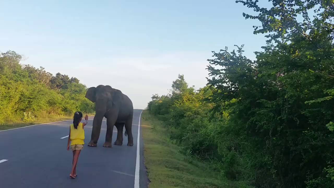 sex positions for in the car elephant vs girl porn