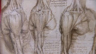 عرض رسومات لدافنشي توضح أدق تفاصيل جسم الإنسان