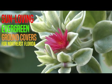 Video: Zone 8 Evergreen Groundcovers: Memilih Tanaman Merambat Evergreen Untuk Zona 8