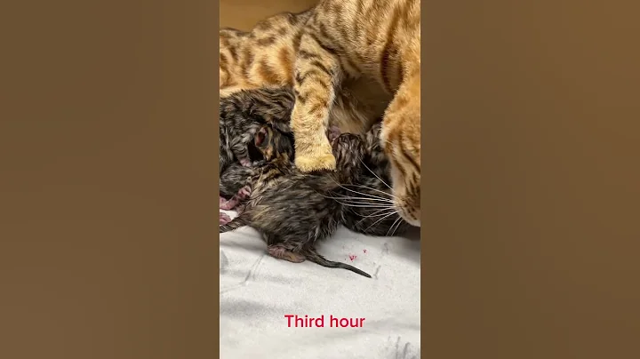 Watch the video about Birth of Bengal kittens. Victoria is a mother.