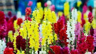 Beautiful Flower Collection With Relaxing Music |