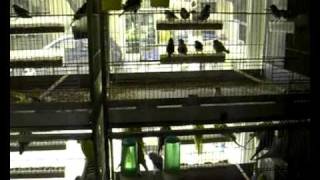 Petshop Zoofolia.avi