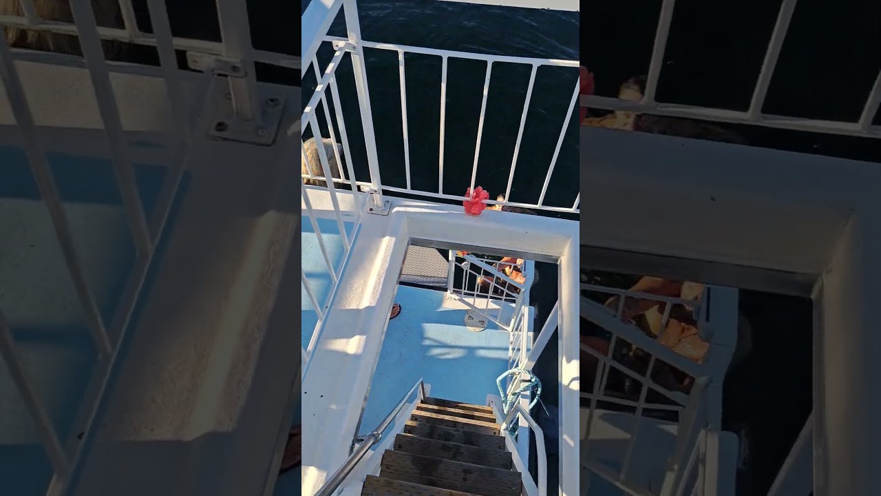 They all jump off the boat 