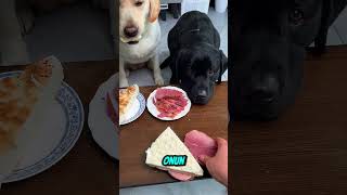 Köpeğim Verdiğim Yemeği Beğenmedi