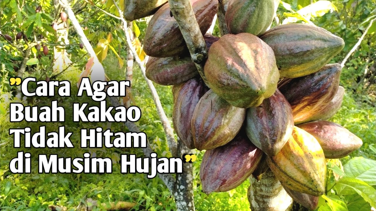 Setelah Terapkan Cara ini, 99% Buah Kakao di Kebun ini Tidak Hitam meskipun di musim hujan❗