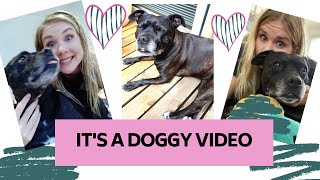 A Feel Good Video You Need To See (Dog Vlog)