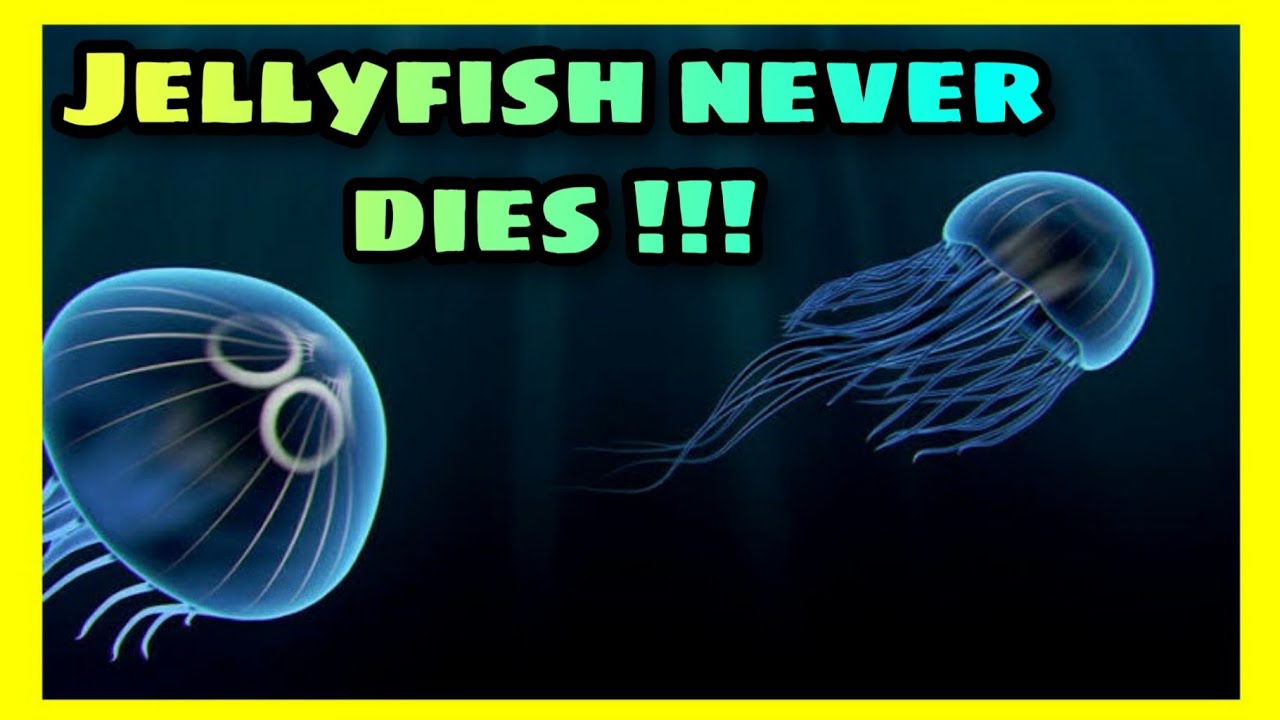 How Jellyfish Never dies ? Dr.CodenS YouTube