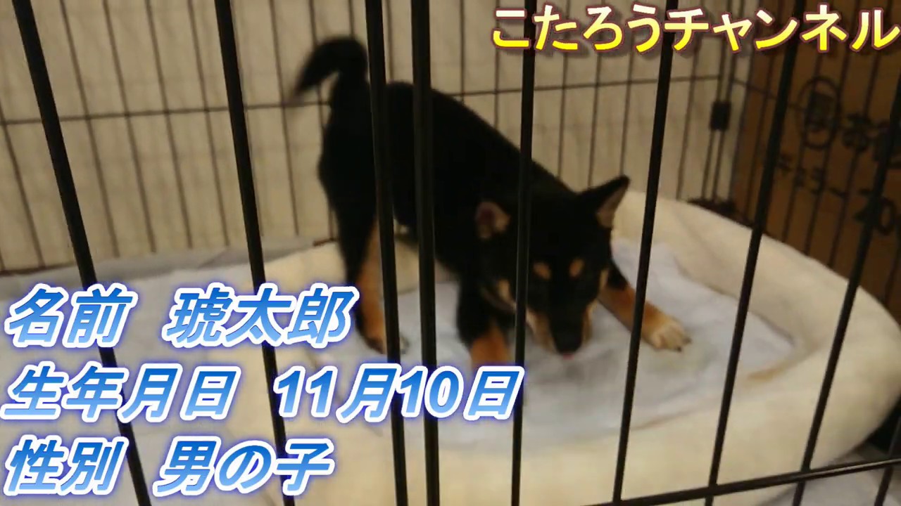 【初日】豆柴の子犬がお家に来ました！ YouTube