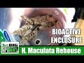 H  maculata Bioactive Enclosure and Rehouse
