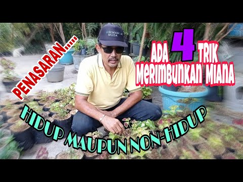 Video: Cara Memangkas Impatiens – Meremajakan Tumbuhan Impatiens Dengan Memotong Belakang