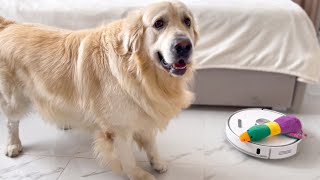 Golden Retriever is confused by a robot vacuum cleaner that steals his toys