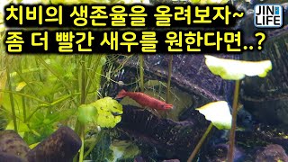 [물생활]새우 치비 생존율 올리기 & 좀 더 빨간 새우를 원한다면..?