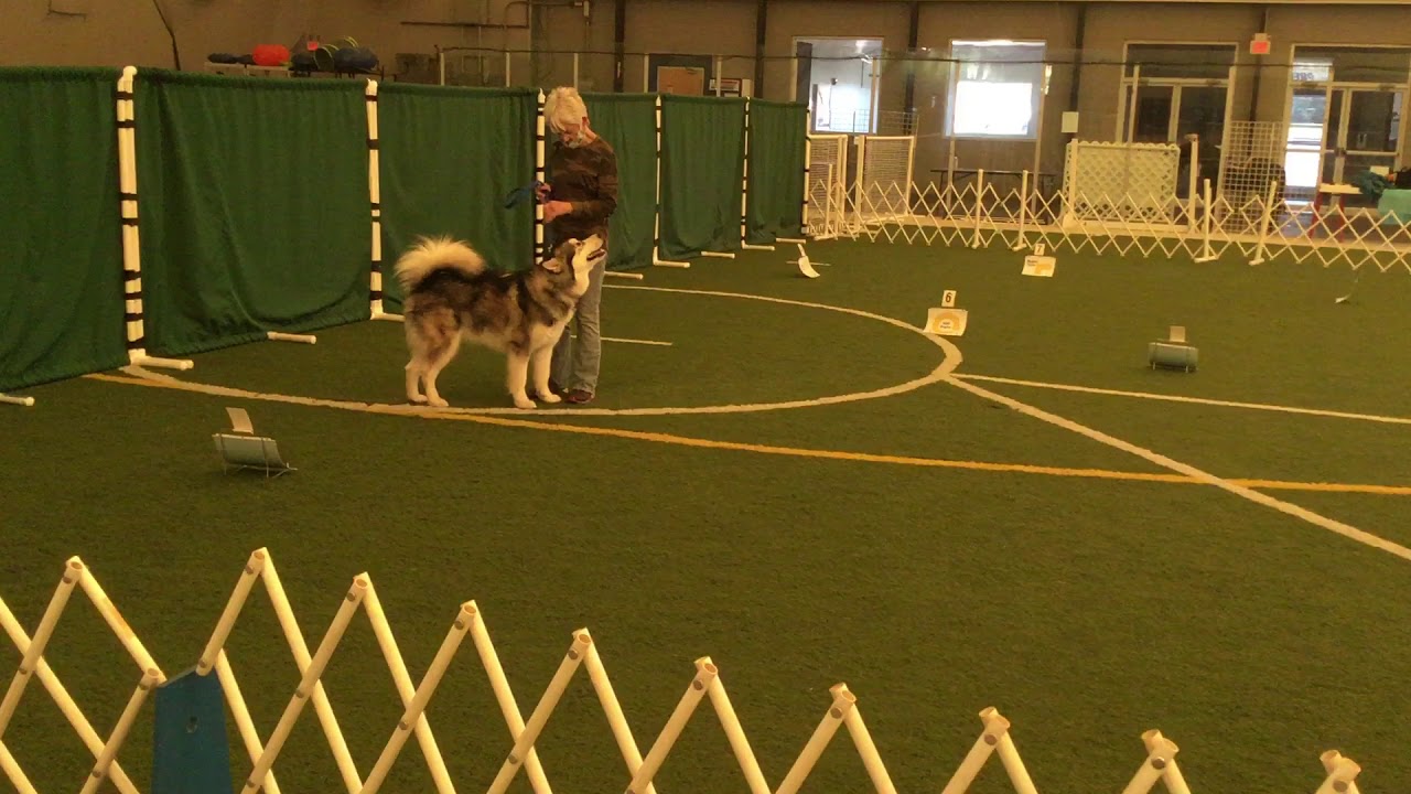 AKC Virtual Rally Intermediate RIV-1 - YouTube