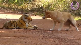 Assustando CACHORRO com TIGRE de pelucia 😱😆  Fake Tiger vs Real Dogs Prank Very Funny