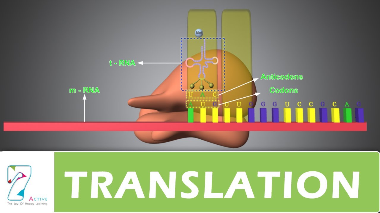 TRANSLATION _  PART 01