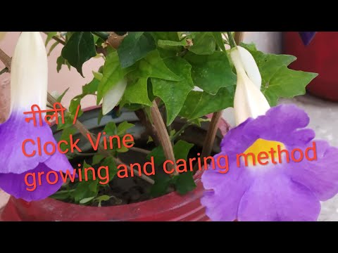 Video: Care Of Sky Vine Thunbergia - Mësoni për Përhapjen dhe Informacionin e Rritjes së Hardhisë Sky