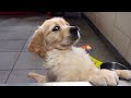 Funny animalss funniest cats and dogs 2024 