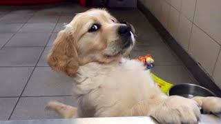 Funny ANIMALS videos😊 Funniest Cats and Dogs 2024 😹🐶 by Funny Pet's Life 143,721 views 3 days ago 20 minutes