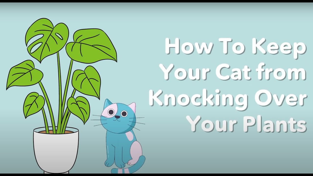 How to Use Sticky Putty to Keep Your Cat From Knocking Over Your Plants ...