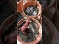 Plantones sobrantes puestos en macetas para el transplante en cepelln de fallos el prximo ao