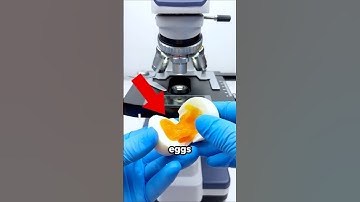 POACHED EGG under a microscope😱🔬