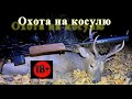 Охота на косулю. Разделка туши. Только для охотников!