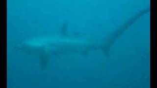 Thresher Shark