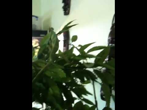 climbing colombia Bonzo my baby Yemen chameleon having a little climb