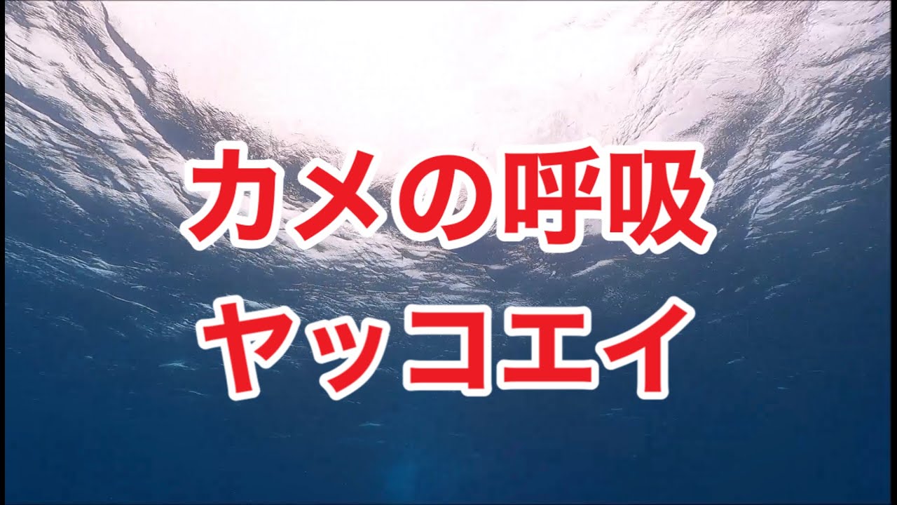 ウミガメの呼吸 ヤッコエイ 沖縄ダイビング スキューバダイビング Youtube