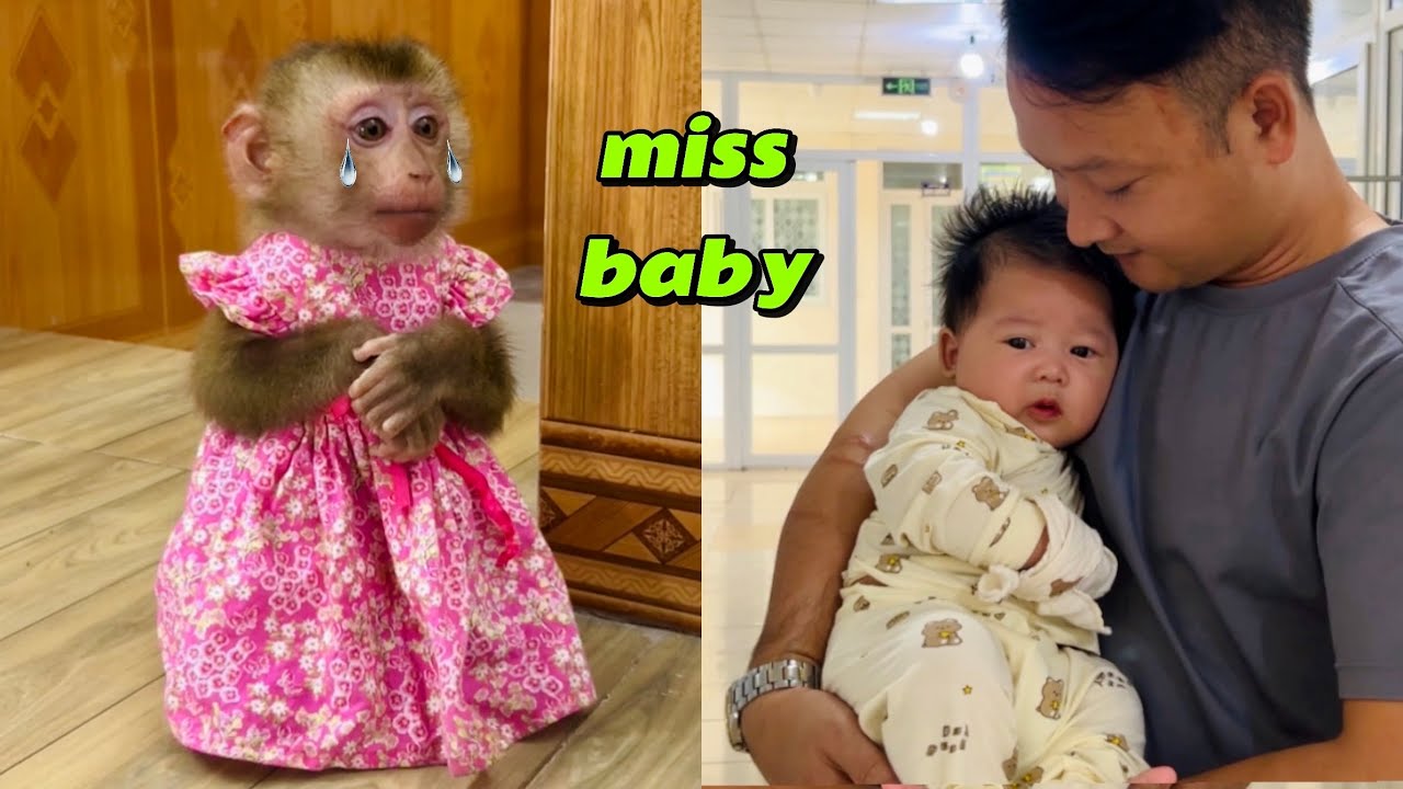 Обезьянка Диана хочет пойти за папой, чтобы навестить ребенка в больнице.